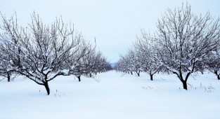 Malatya Kayısı Bahçesi Kar Foto Galeri