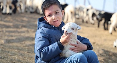 Yeni yılın ilk kuzuları dünyaya gelmeye başladı