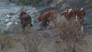 Jandarma Kaybolan İnekleri Buldu