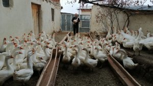 Emekli Oldu, Kaz Çiftliği Kurdu