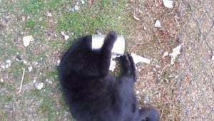 Kafası Sıkışan Kediyi İtfaiye Kurtardı