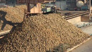 Nuri Murat, 345 Bin Ton Pancar İşlendi