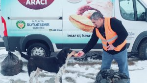 Büyükşehir'den Sokak Hayvanlarına Şefkat Eli