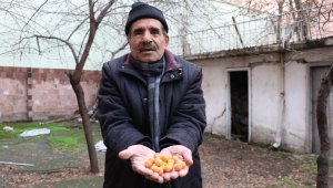 Kış Ortasında Erik Ağacı Meyve Verdi