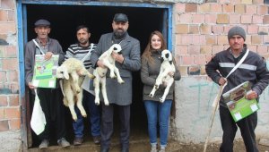 Akın, Baharı müjdeleyen kuzu doğumları başladı
