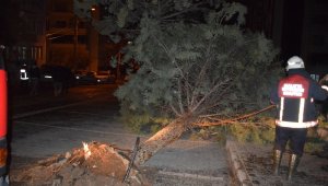 Şiddetli fırtına ağacı kökünden söktü