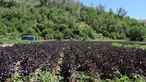 Cömertoğlu, Koronavirüs reyhan satışlarını ikiye katladı