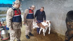 Hayvan Hırsızlığı, 258 Saatlik Kamera Görüntüsü ile Çözüldü