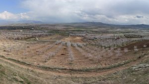 Malatya Kayısılar Çiçek Açtı
