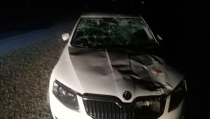 Otomobil Çobana Çarptı: 1 Yaralı