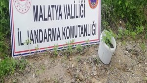 Akçadağ'da 750 kök kaçak kenevir ele geçirildi