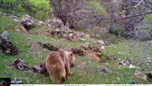 Fotokapan ayı yakaladı