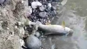 Malatya'da yılanın balık avı kameraya yansıdı
