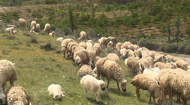 Mera-Yayla İhalesi Ertelendi