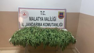 Bin 730 Kök Hint Keneviri Ele Geçirildi