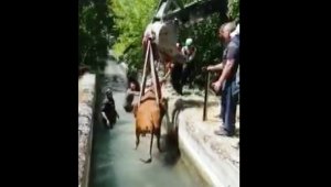 Darende'de İnek Sulama Kanalına Düştü