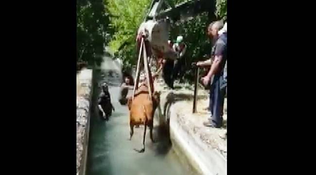 Darende'de İnek Sulama Kanalına Düştü