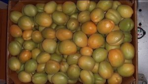 Hasanbey kayısısında ilk ürün 13 TL