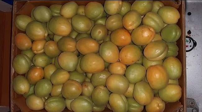 Hasanbey kayısısında ilk ürün 13 TL