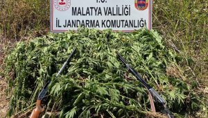 Jandarma Bin 835 Kök Kenevir Ele Geçirdi