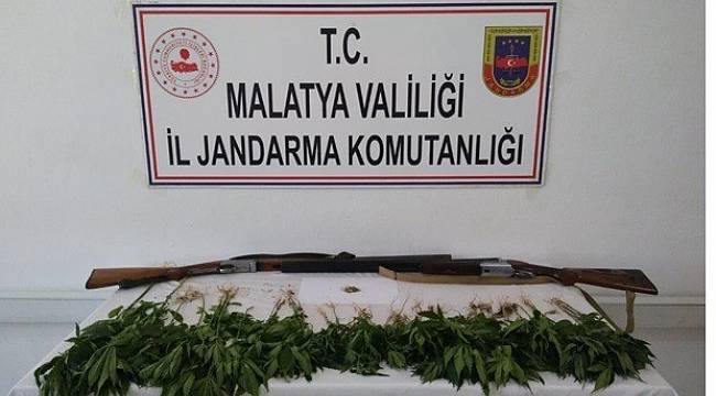 Kayısı Bahçesinde Kenevir Ele Geçirildi