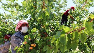 Kayısı'da Hasat Dönemi Başladı