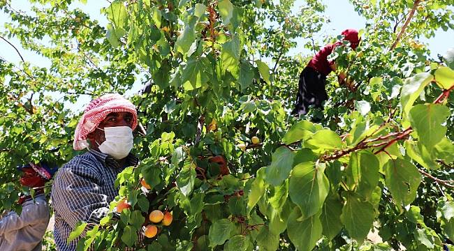 Kayısı'da Hasat Dönemi Başladı