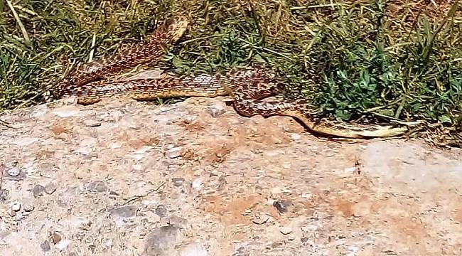 Mezrada görülen yılanlar korkuttu