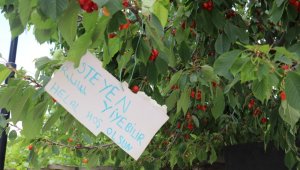 Ulubaba; Bu kirazdan İsteyen Herkes Yiyebilir