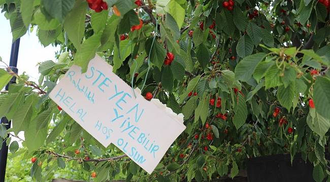 Ulubaba; Bu kirazdan İsteyen Herkes Yiyebilir