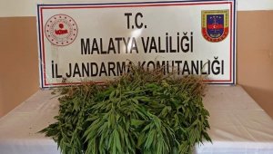 Yasa Dışı Kenevir Ekimi Yapan 2 Şüpheli Gözaltına Alındı