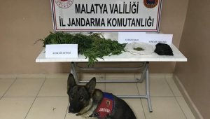 Yasa Dışı Kenevir Operasyonu