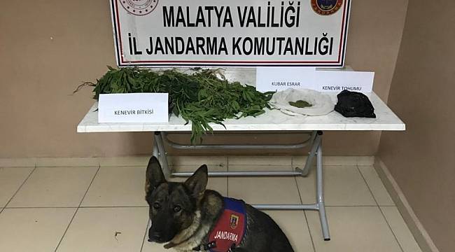 Yasa Dışı Kenevir Operasyonu