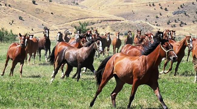 71 Arap Tayı Görücüye Çıkıyor