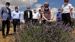 Arguvan'da Lavanta Hasat Günü