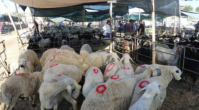 Bayramın 1'inci gününde kurban pazarında yoğunluk