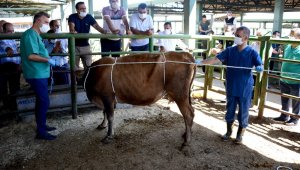 Hayvan pazarında korona virüs tedbirleri