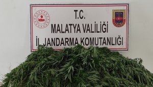 Kaçak kenevir ekenlere gözaltı