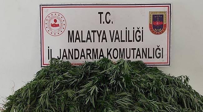 Kaçak kenevir ekenlere gözaltı