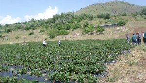 Kavurucu Sıcaklarda Çiftçilere Önemli Uyarı