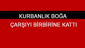 Kurbanlık Boğa Çarşıyı Birbirine Kattı