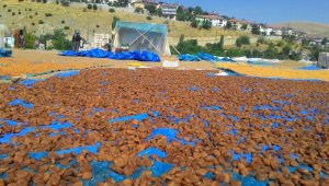 Sarı'nın kahve rengine yolculuğu