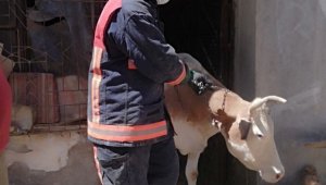 Ahır çöktü hayvanlar kurtarıldı