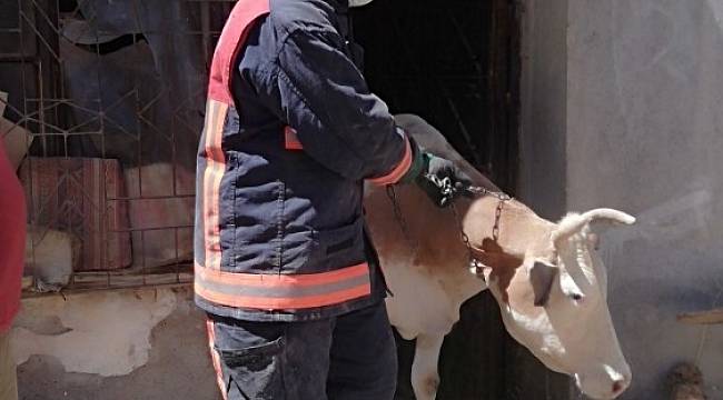 Ahır çöktü hayvanlar kurtarıldı