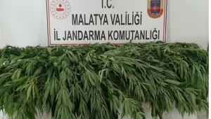 Akçadağ'da Bin 530 Kök Kenevir Ele Geçirildi