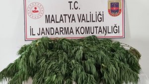 Hekimhan'da 2 bin 200 kök kenevir ele geçirildi