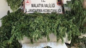 Kaçak kenevir operasyonu: 2 gözaltı