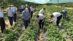 Kale'de Çilek yaygınlaşıyor