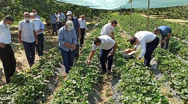 Kale'de Çilek yaygınlaşıyor