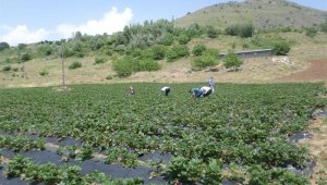 Kavurucu sıcaklar Terk Ediyor